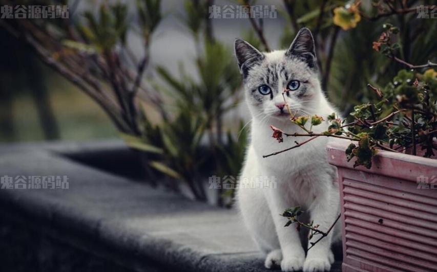 [动物壁纸]小猫图片高清壁纸分享