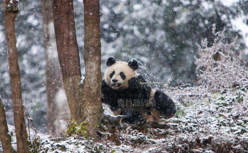[动物壁纸]吃竹子的大熊猫高清壁纸图片分享