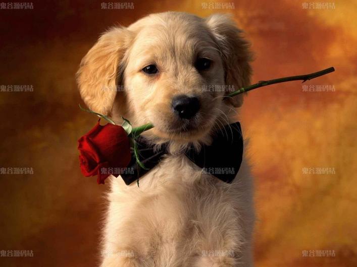 [动物壁纸]叼着玫瑰的小狗