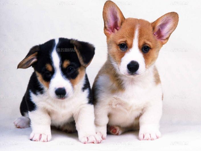 [动物壁纸]两只可爱的小狗高清桌面图片