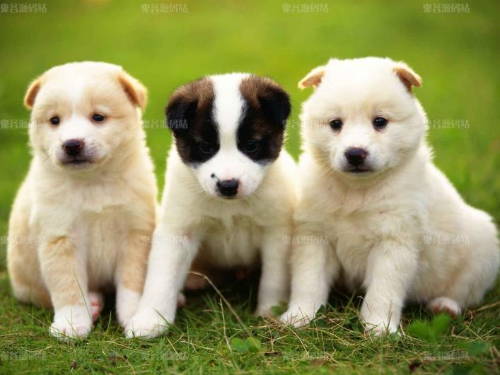 [动物壁纸]可爱的三只小狗壁纸