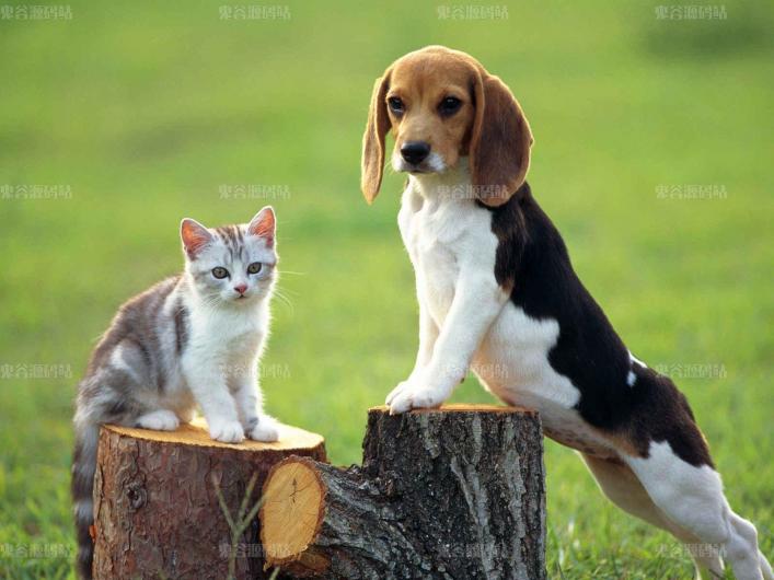[动物壁纸]可爱的小狗和小猫