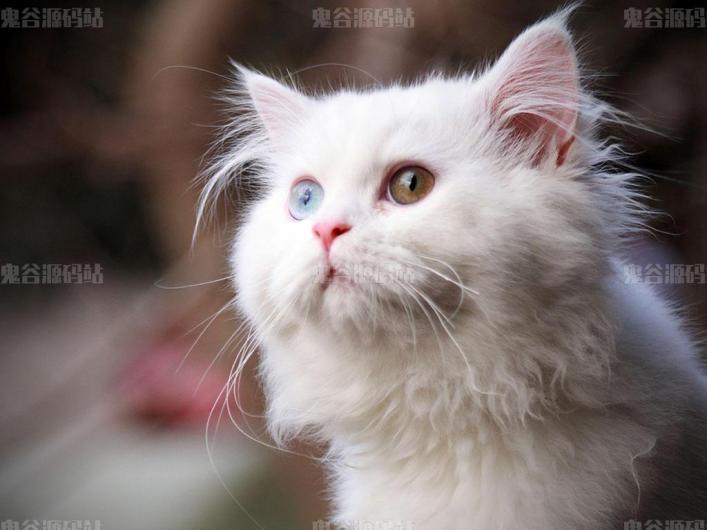 [动物壁纸]白色的小猫