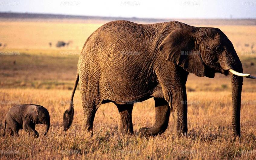 [动物壁纸]非洲行走的大象母子，亲情无限。