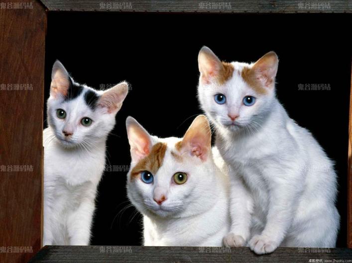 [动物壁纸]三只可爱的小猫
