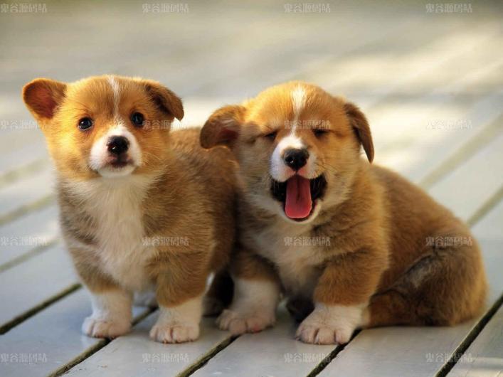 [动物壁纸]两只可爱的小狗壁纸图片